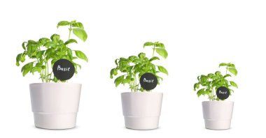 Farklı boyutlarda, beyaz tencerelerde bulunan fesleğen.