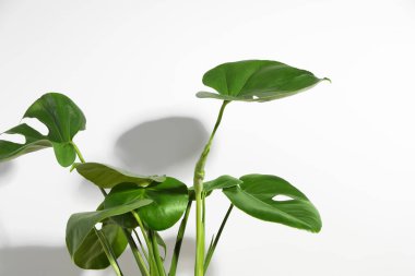 Beyaz duvarın yanında güzel bir canavar. Yapraklı bitki.