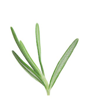 Taze biberiye beyaz izole fışkın