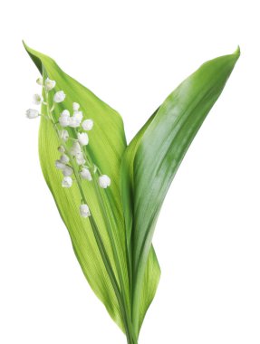 Vadinin güzel zambakları beyaz arka planda yaprakları olan