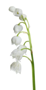 Beyaz arka planda vadi çiçeğinin güzel zambağı