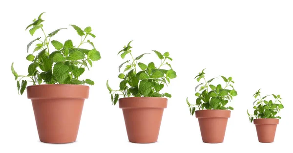 stock image Lemon balm growing in pots isolated on white, different sizes