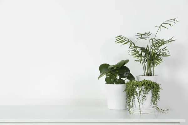 Many Beautiful Green Potted Houseplants White Table Indoors Space Text — Stock Photo, Image