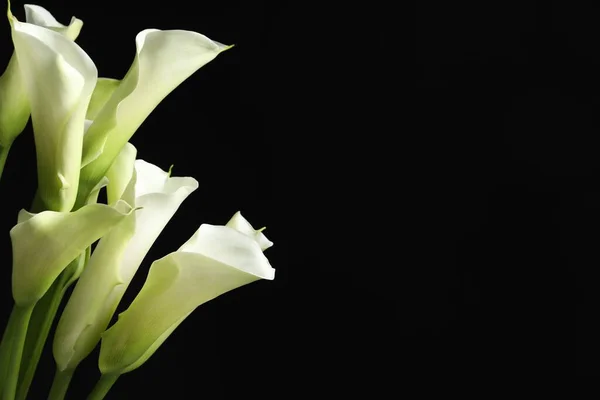 Όμορφα Λουλούδια Κρίνου Μαύρο Φόντο Κοντινό Πλάνο Χώρος Για Κείμενο — Φωτογραφία Αρχείου