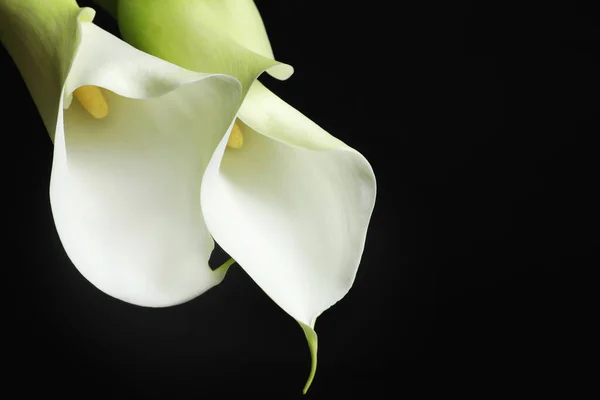 Красивые Калла Лилии Цветы Черном Фоне Крупным Планом — стоковое фото