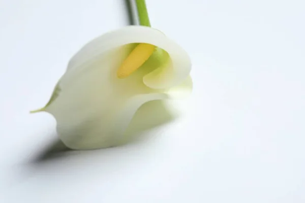 Schöne Calla Lilie Blume Auf Weißem Hintergrund Nahaufnahme Raum Für — Stockfoto