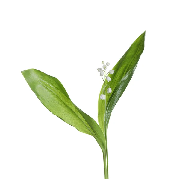 Красива Лілія Квітів Долини Листям Білому Тлі — стокове фото