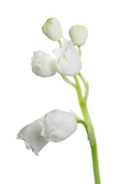 白底谷花的美丽百合花 — 图库照片
