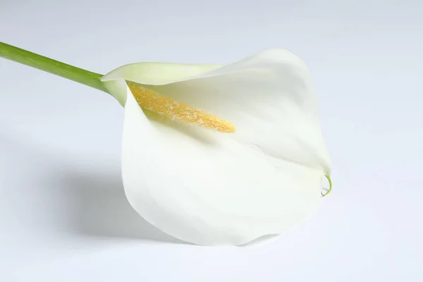 Красивая Калла Лилия Цветок Белом Фоне Крупным Планом — стоковое фото