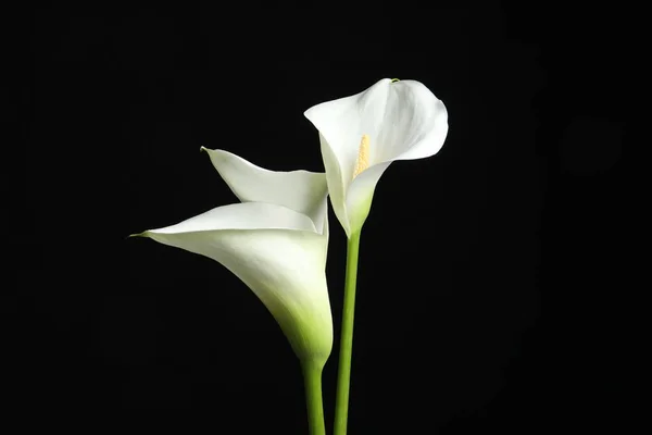 Vackra Kalla Lilja Blommor Svart Bakgrund — Stockfoto