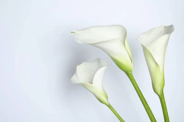 Schöne Calla Lilie Blumen Auf Weißem Hintergrund Raum Für Text — Stockfoto