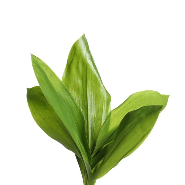 Beautiful Lily Valley Leaves White Background Stock Photo