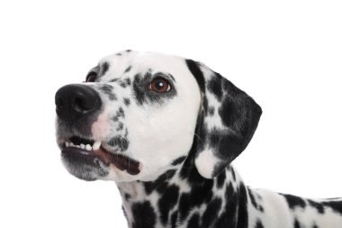 Adorable Dalmatian dog on white background. Lovely pet