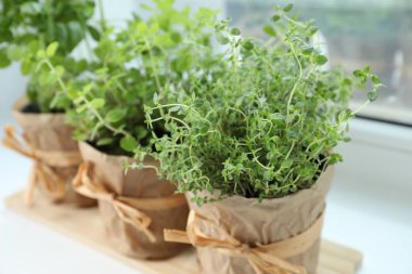 Pencere pervazında farklı taze otlar, yakın plan.