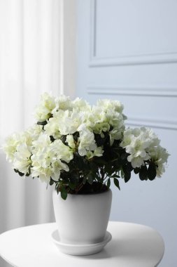 Güzel açelya çiçekleri, tencerede, beyaz masada.