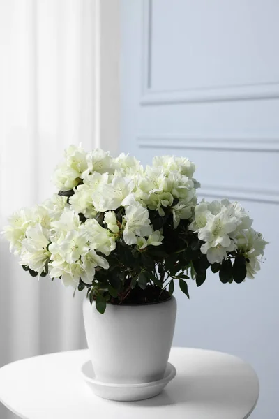 stock image Beautiful azalea flowers in pot on white table indoors