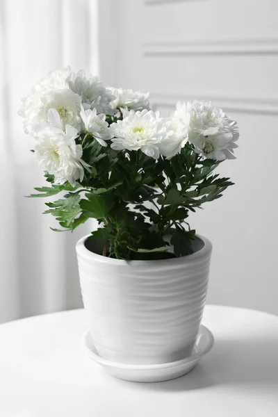 Schöne Chrysanthemenblüten Topf Auf Weißem Tisch Drinnen — Stockfoto