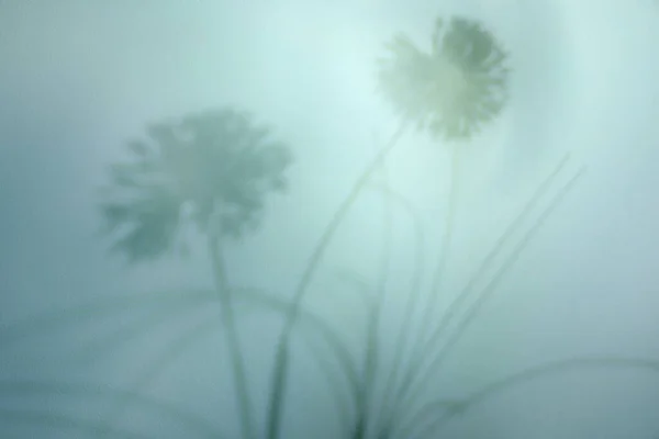 Σκιά Του Όμορφου Φυτού Στο Φως Φόντο — Φωτογραφία Αρχείου