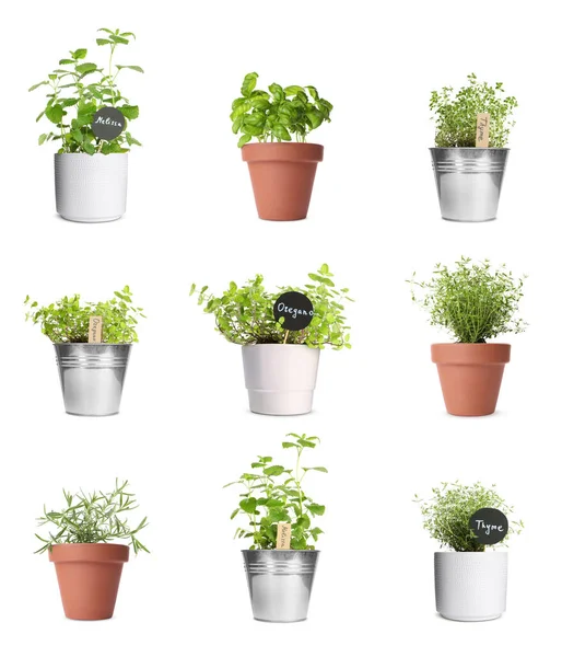 Kolase Dengan Berbagai Herbal Yang Tumbuh Dalam Pot Yang Diisolasi — Stok Foto