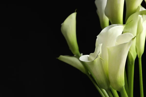Schöne Calla Lilienblüten Auf Schwarzem Hintergrund Nahaufnahme Raum Für Text — Stockfoto