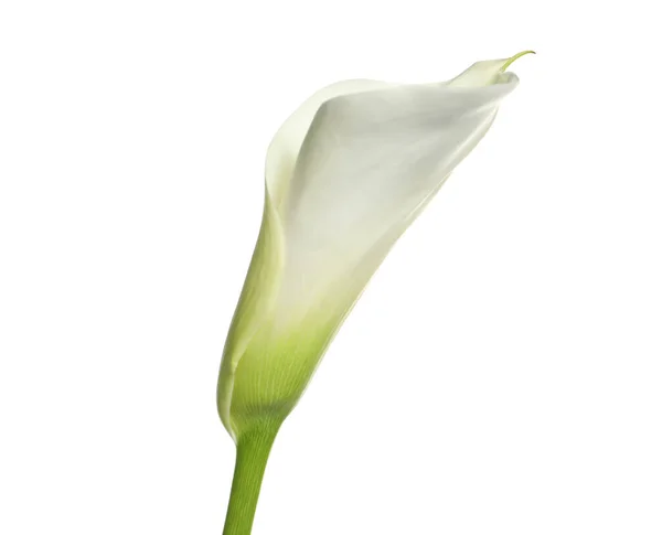 Gyönyörű Kála Liliom Virág Fehér Háttér — Stock Fotó