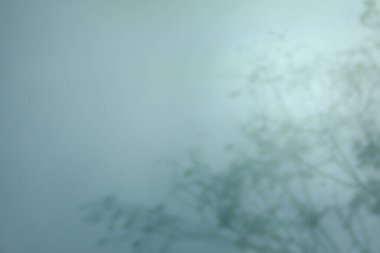 Işık arkaplanı üzerindeki bitki dallarının gölgesi, metin için boşluk