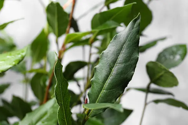 stock image Bay tree with green leaves growing on light grey background, closeup