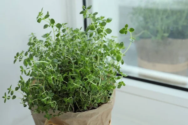 stock image Fresh potted thyme on windowsill indoors, closeup. Space for text