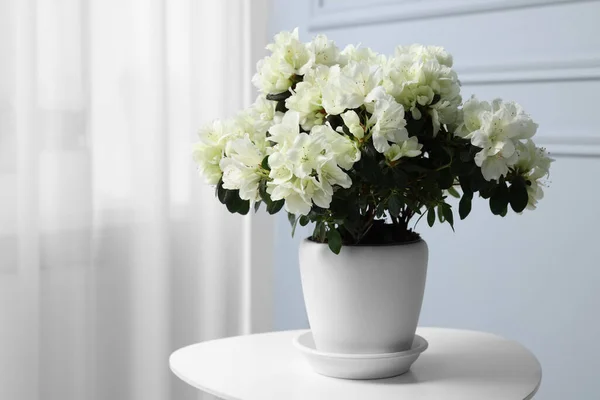 Beautiful Azalea Flowers Pot White Table Indoors Space Text — Stock Photo, Image