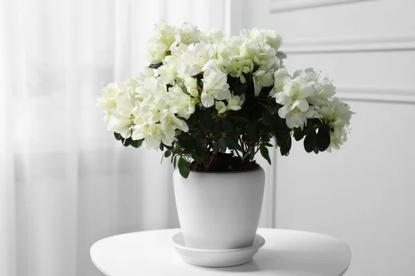 Beautiful Azalea Flowers Pot White Table Indoors — Stock Photo, Image
