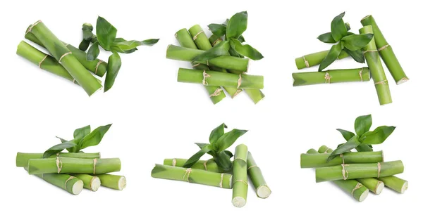 Collage Green Bamboo Stems Leaves White Background — Stock Photo, Image