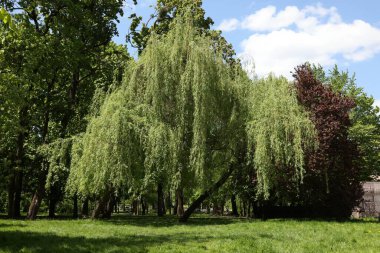 Güneşli bir günde parkta büyüyen yeşil yapraklı güzel söğüt ağacı.