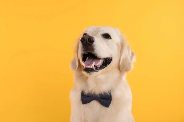 かわいいラブラドール取得でスタイリッシュな弓ネクタイで黄色の背景 — ストック写真