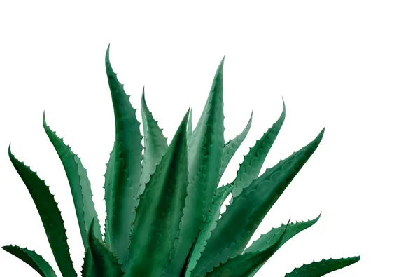 白色背景上美丽的绿色波纹植物 — 图库照片