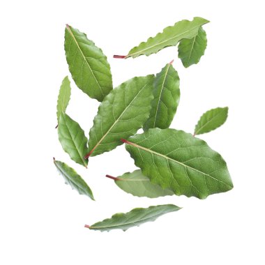 Beyaz arkaplana düşen taze körfez yaprakları