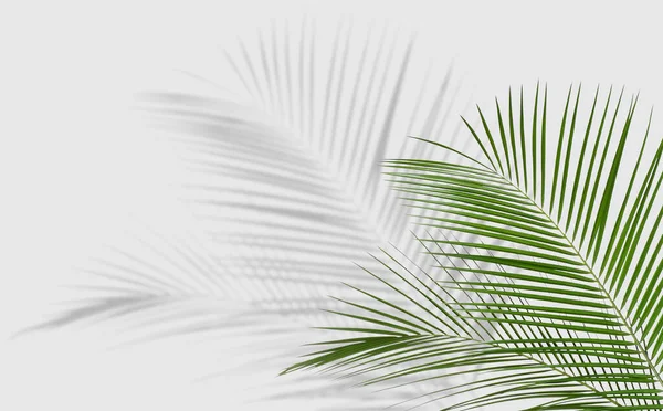 Тропические Листья Отбрасывают Тень Белый Фон — стоковое фото