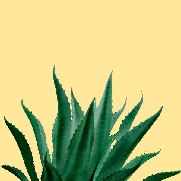Mooie Groene Agave Plant Lichtgele Achtergrond — Stockfoto