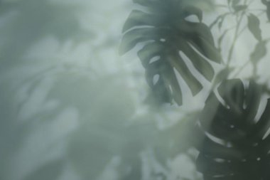 Açık arkaplanda tropikal bitkilerin gölgesi