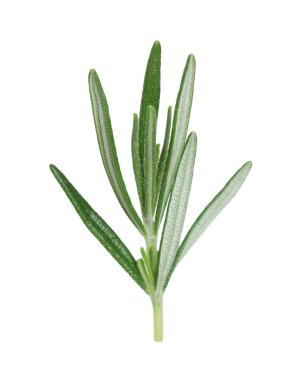 Taze biberiye beyaz izole fışkın