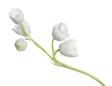 Beyaz arka planda vadi çiçeğinin güzel zambağı