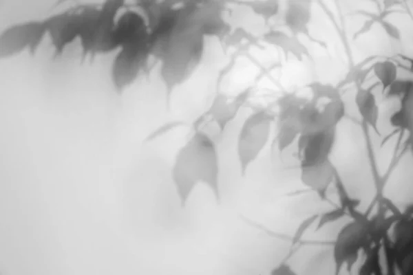Σκιά Των Κλαδιών Του Φυτού Φόντο Φωτός Χώρος Για Κείμενο — Φωτογραφία Αρχείου