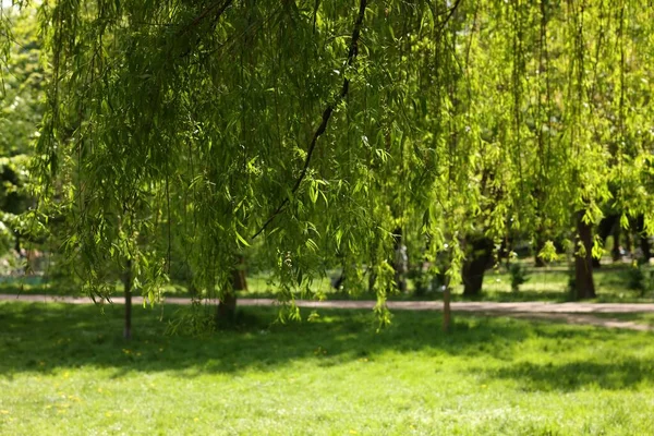 Piękna Wierzba Zielonymi Liśćmi Rosnącymi Parku Słoneczny Dzień — Zdjęcie stockowe