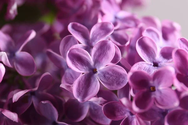 Mooie Bloeiende Lila Bloemen Wazig Achtergrond Close — Stockfoto