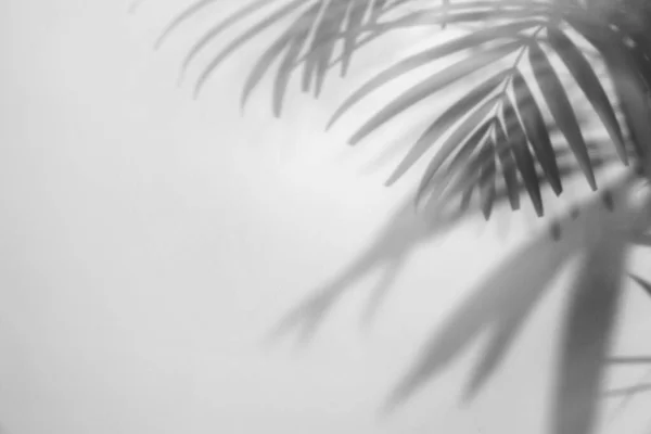 stock image Shadow of tropical plant leaves on light background, space for text