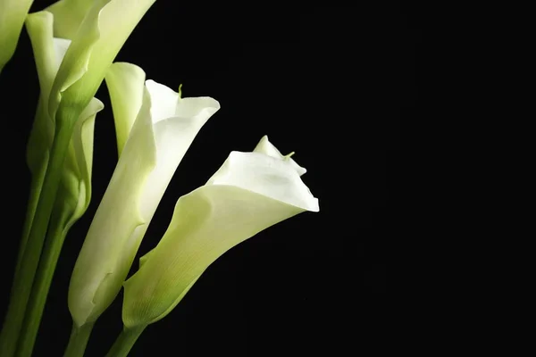Gyönyörű Kála Liliom Virágok Fekete Háttér Közelkép Szöveg Helye — Stock Fotó