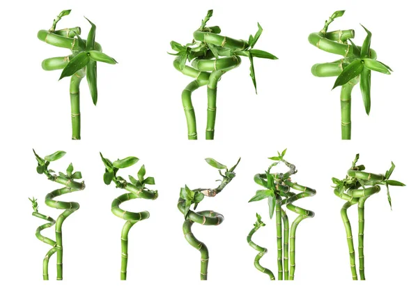 Коллаж Зелеными Стеблями Бамбука Листья Белом Фоне — стоковое фото