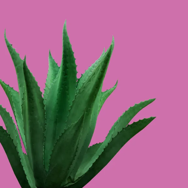 Schöne Grüne Agave Pflanze Auf Heißem Rosa Hintergrund — Stockfoto
