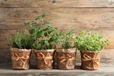 Ahşap masada farklı aromatik saksılar var.