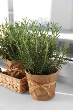 Pencere kenarındaki saksıda yeşil biberiye