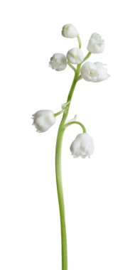 Beyaz arka planda vadi çiçeğinin güzel zambağı